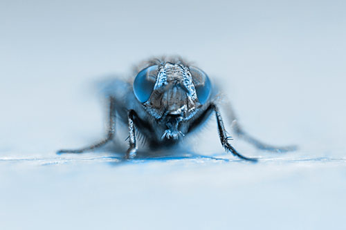 Glistening Cluster Fly Sticking Tongue Out (Blue Tone)