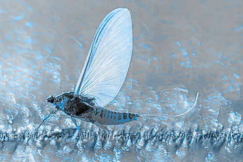 Glistening Mayfly Enjoying Bright Sunlight (Blue Tone)
