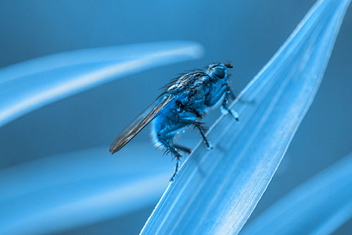 Golden Dung Fly Perched Along Sloping Fescue Grass Blade (Blue Tone)