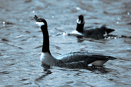 Goose Honking Loudly On Lake Water (Blue Tone Photo)