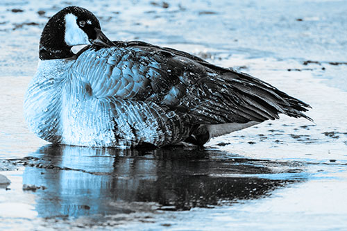 Goose Resting Atop Ice Frozen River (Blue Tone Photo)