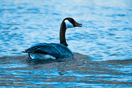 Goose Swimming Down River Water (Blue Tone Photo)