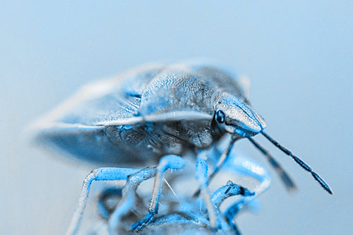 Gorse Shieldbug Standing Atop Gumplant (Blue Tone)