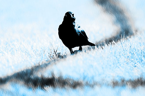 Grackle Bird Walking Down Shadow Line (Blue Tone Photo)
