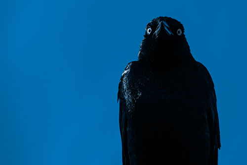 Grackle Gazing Into Horizon (Blue Tone Photo)