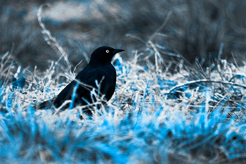 Grackle Standing Among Grass (Blue Tone Photo)