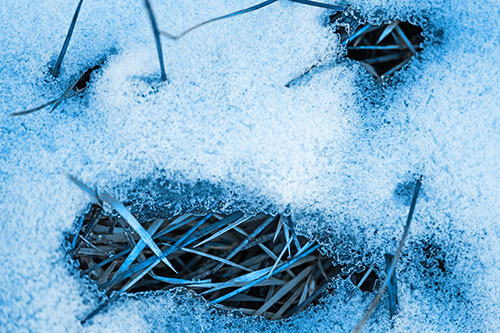 Grass Blade Face Pierces Through Melting Snow (Blue Tone Photo)