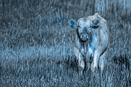 Grass Chewing Cow Spots Intruder (Blue Tone Photo)