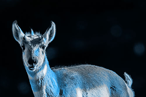 Grass Chewing Pronghorn Watches Ahead (Blue Tone Photo)