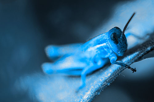 Grasshopper Laying Down Atop Leaf Petal (Blue Tone Photo)