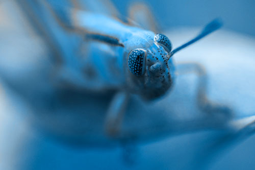 Grasshopper Perched Atop Plant Leaf (Blue Tone Photo)