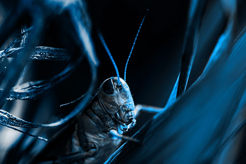 Grasshopper Perched Between Dead And Alive Grass (Blue Tone Photo)