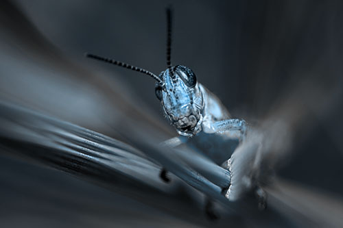 Grasshopper Rides Grass Blades Among Wind (Blue Tone)