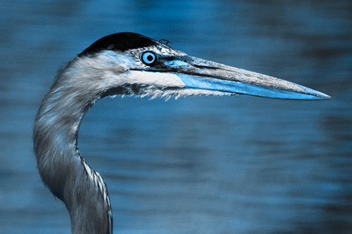 Great Blue Heron Beyond Water Reed Grass (Blue Tone Photo)
