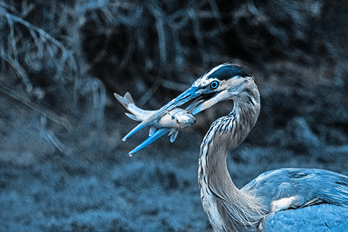 Great Blue Heron Clamps Trout Fish Between Beak (Blue Tone)