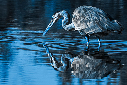 Great Blue Heron Snatches Pond Fish (Blue Tone Photo)