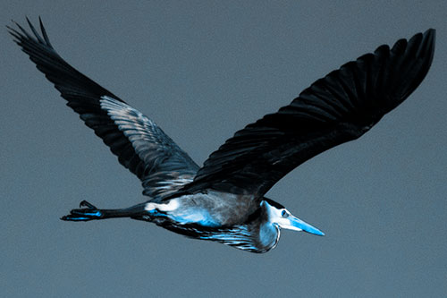 Great Blue Heron Soaring The Sky (Blue Tone Photo)