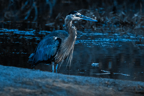 Great Blue Heron Standing Among Shallow Water (Blue Tone Photo)