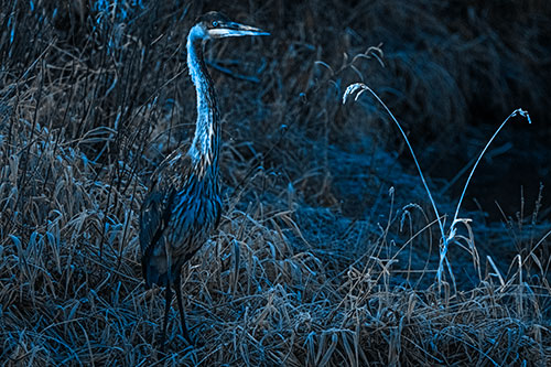 Great Blue Heron Standing Tall Among Feather Reed Grass (Blue Tone Photo)