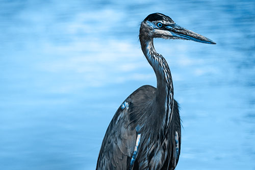 Great Blue Heron Standing Tall Among River Water (Blue Tone Photo)
