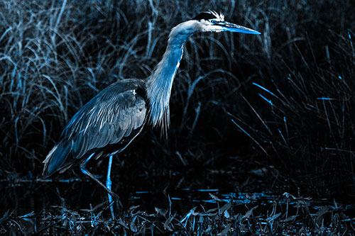Great Blue Heron Wading Across River (Blue Tone Photo)