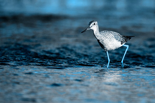 Greater Yellowlegs Bird Walking On River Water (Blue Tone Photo)