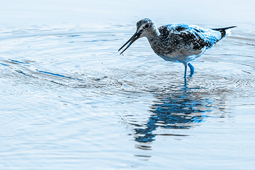 Greater Yellowlegs Fishing Among Shallow Water (Blue Tone)