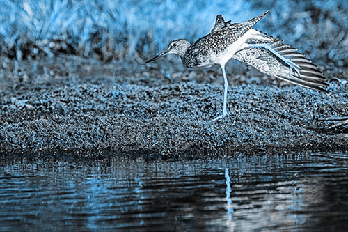 Greater Yellowlegs Stretching Along River Shore (Blue Tone)