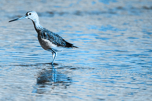 Greater Yellowlegs Wading Among Rippling River Water (Blue Tone Photo)