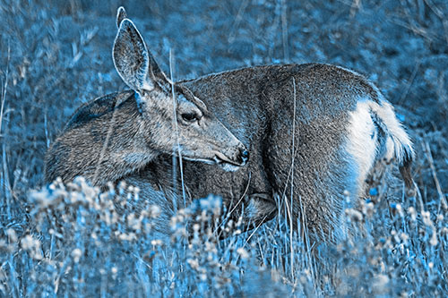 Grooming Mule Deer Bending Backwards Among Vegetation (Blue Tone)