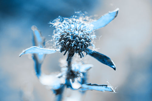 Hairy Gumplant Flower Embracing Sunshine (Blue Tone Photo)