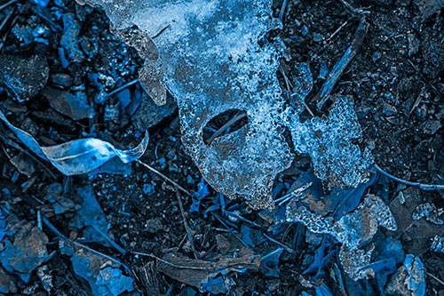 Half Melted Ice Face Atop Dead Leaves (Blue Tone Photo)