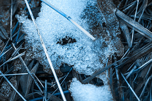 Half Melted Ice Face Smirking Among Reed Grass (Blue Tone Photo)