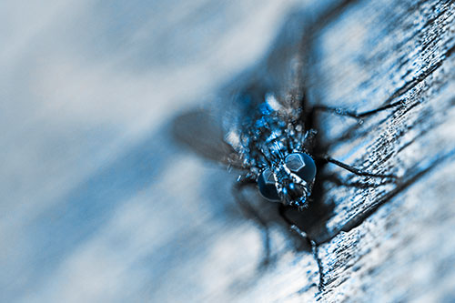 Happy Cluster Fly Enjoys Getting Suntan Among Cracked Wood (Blue Tone)