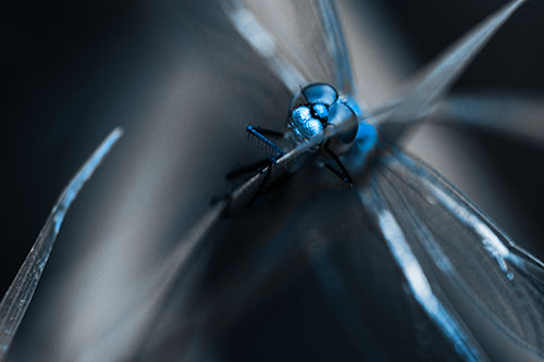 Happy Dragonfly Hugs Grass Blade Edge (Blue Tone)