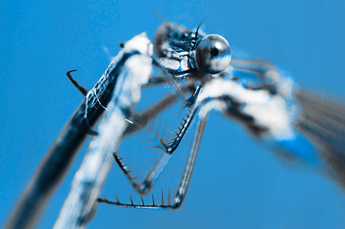 Happy Faced Damselfly Clings Onto Broken Stick (Blue Tone)