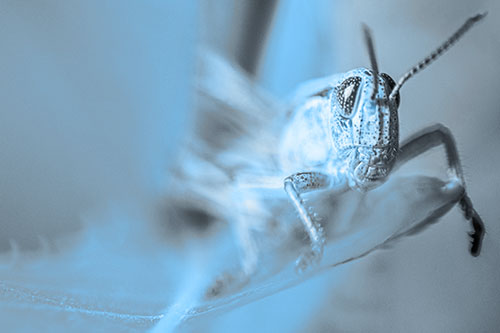 Happy Grasshopper Standing Among Sloping Leaf (Blue Tone)