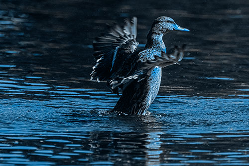 Happy Mallard Duck Flapping Wings Towards Sunshine (Blue Tone)