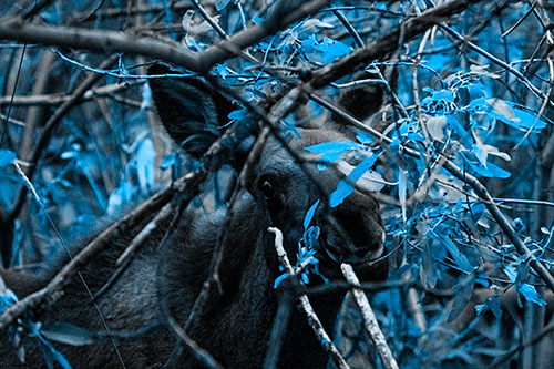 Happy Moose Smiling Behind Tree Branches (Blue Tone Photo)