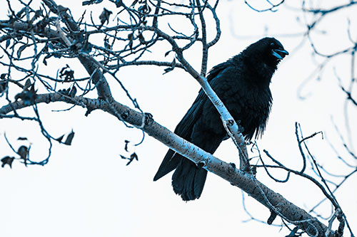 Happy Open Mouthed Crow Cawing (Blue Tone Photo)