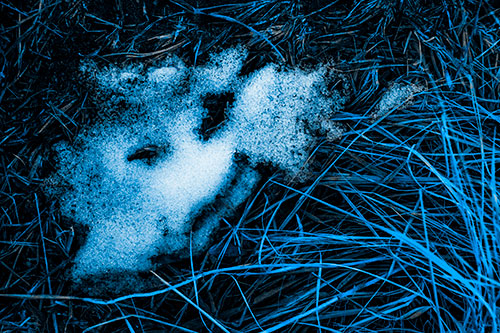 Happy Smug Faced Snow Patch Atop Grass (Blue Tone Photo)