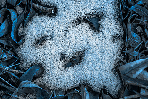 Happy Snow Face Among Dead Twisted Leaves (Blue Tone Photo)