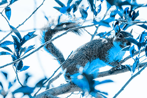 Happy Squirrel With Chocolate Covered Face (Blue Tone Photo)