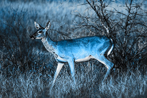 Happy White Tailed Deer Enjoying Stroll Through Grass (Blue Tone)