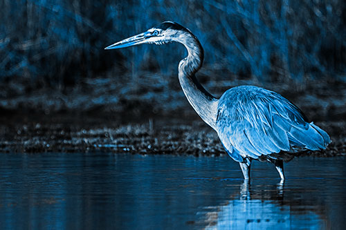 Head Tilting Great Blue Heron Hunting For Fish (Blue Tone Photo)