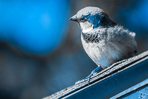 Head Tilting House Sparrow Perched Along Rooftop (Blue Tone)
