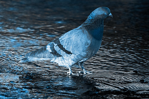 Head Tilting Pigeon Wading Atop River Water (Blue Tone Photo)
