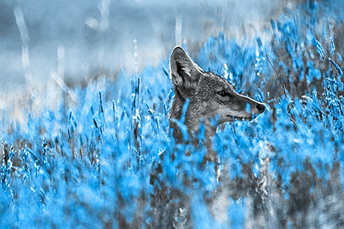 Hidden Coyote Watching Among Feather Reed Grass (Blue Tone Photo)