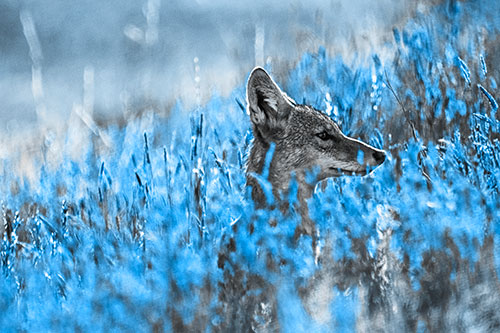 Hidden Coyote Watching Among Feather Reed Grass (Blue Tone)