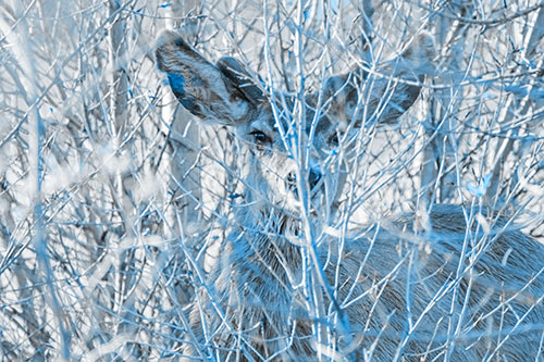Hidden Mule Deer Watching Behind Tree Branches (Blue Tone)